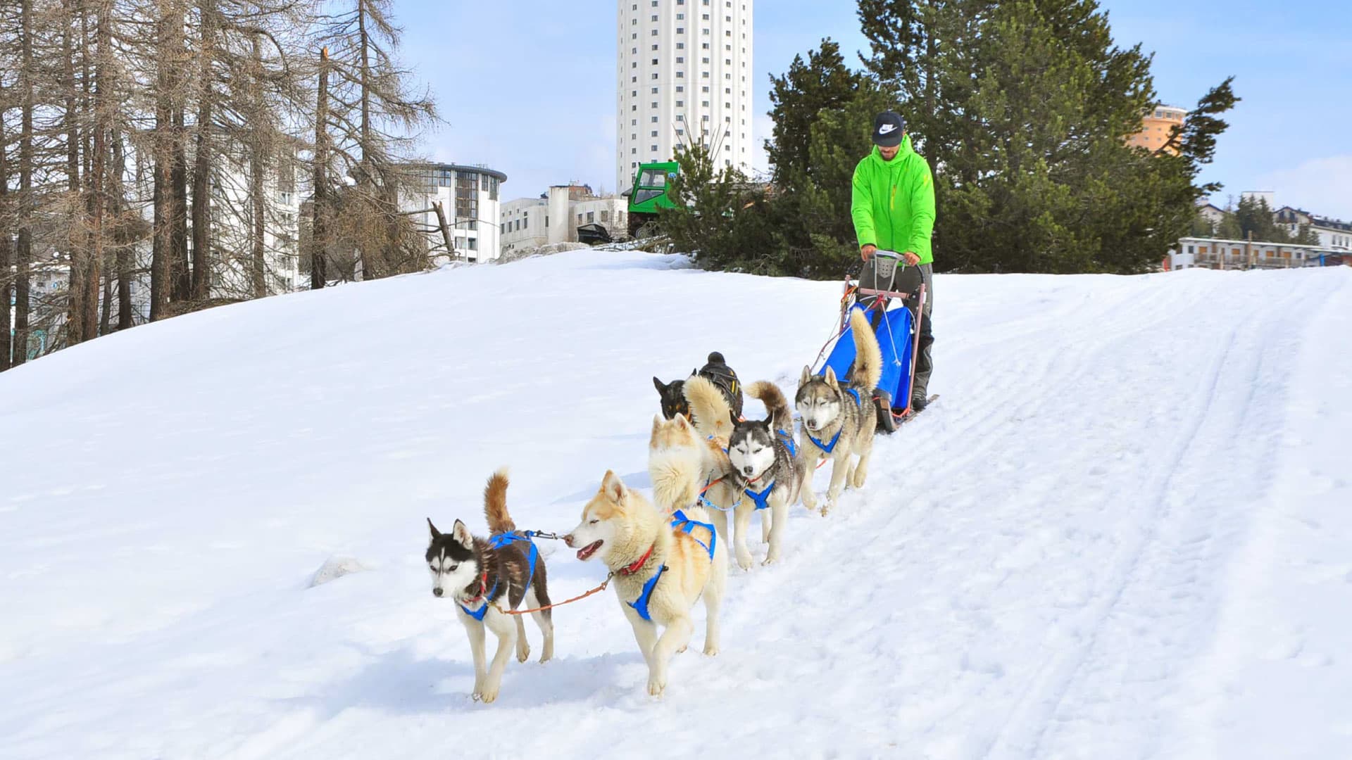 Slitta trainata da cani sulla neve